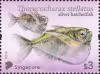 Tetra Fish: Definitives High Values